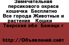 Замечательная персикового окраса кошечка. Бесплатно - Все города Животные и растения » Кошки   . Тверская обл.,Бежецк г.